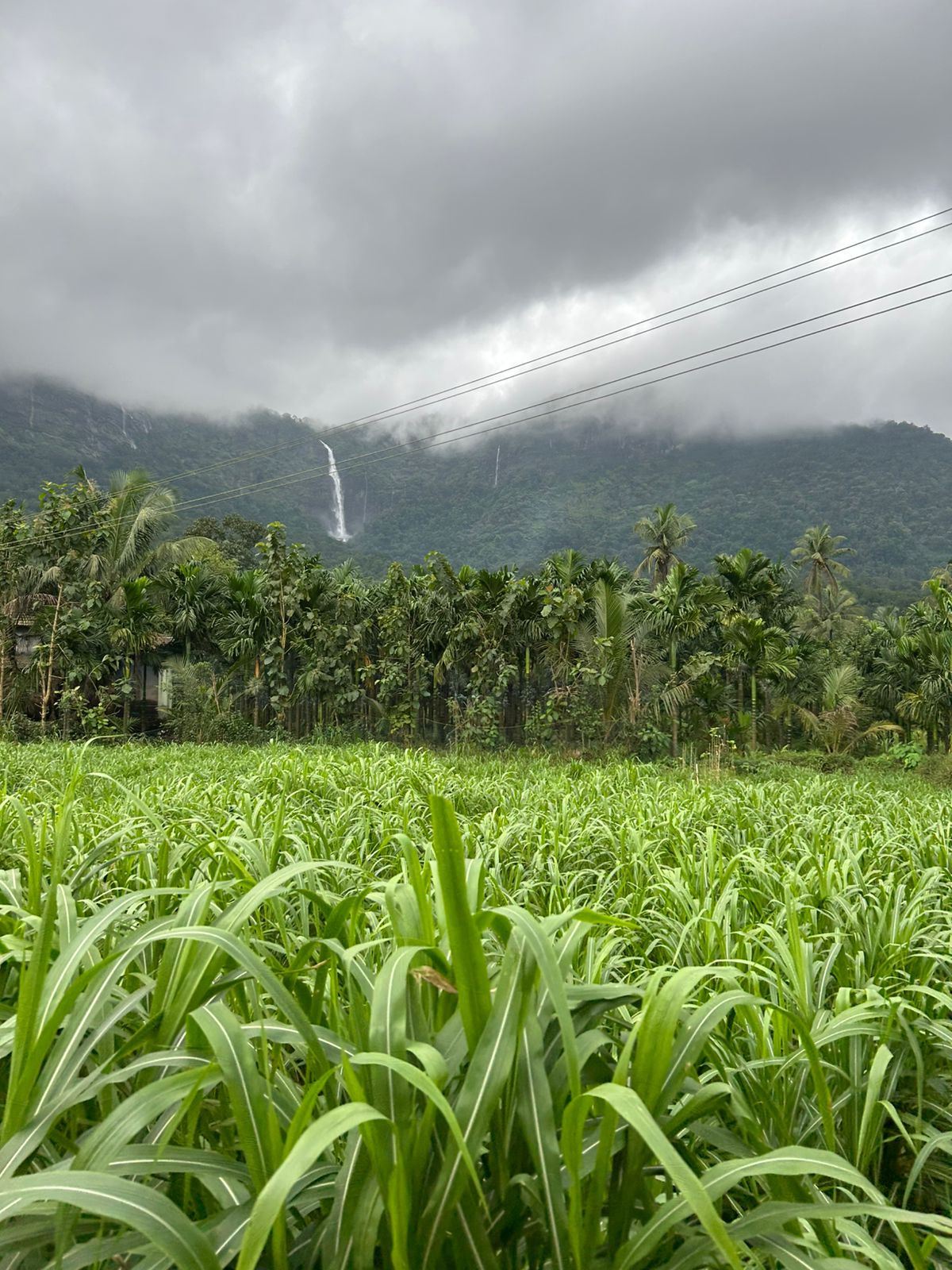 Belkal Theertha Falls: A Sacred Cascade in the Western Ghats